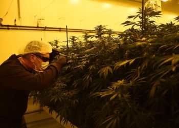 Cannabis Watch: Aurora Cannabis leads sector after stock is named Top Pick at Cowen