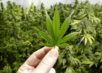 The 3 Top-Performing Stocks in Marijuana’s Biggest ETF