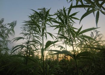 May stocks for cannabis dried up but EnWave gains high