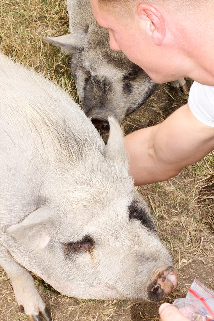 Young feeding his pet pigs Timon and Pumbaa