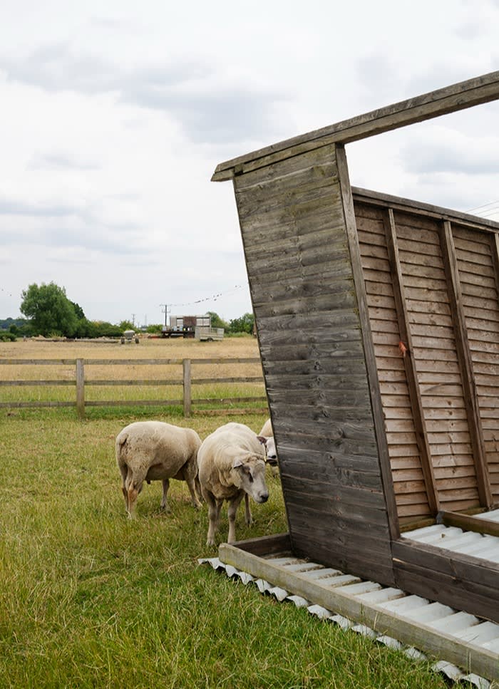 Young’s sheep in a field on the farm